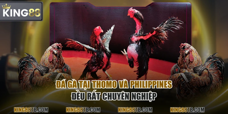 Đá gà tại Thomo và Philippines đều rất chuyên nghiệp